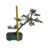 Bonsai Borievka - Juniperus sargentii  SK-3344-65