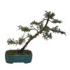 Bonsai Borievka - Juniperus sargentii  SK-3344-65