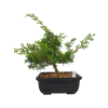 Borievka čínska - Juniperus sargentii  SK-3344-65
