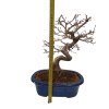 Hrab korejský - Carpinus coreana  SK 3344-55