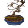 Hrab korejský - Carpinus coreana  SK 3344-55
