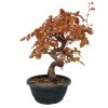 Hrab korejský - Carpinus coreana  SK 3344-55
