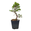 Smrekovec opadavý - Larix decidua  SK 3344-90