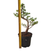 Smrekovec opadavý - Larix decidua č.4