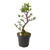 Smrekovec opadavý - Larix decidua  SK 3344-90