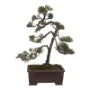 Bonsai Borievka - Juniperus sargentii  SK-3344-65