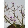 Callicarpa japonica - Krásnoplodka  Sk 3344-93