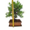 Borovica Alepská - Pinus halapensis  SK 3344-22