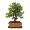 Borovica Alepská - Pinus halapensis  SK 3344-22