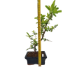 Hlohyňa šarlátová -Pyracantha coccinea  SK 3344-78