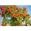 Hlohyňa šarlátová -Pyracantha coccinea  SK 3344-78