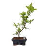 Hlohyňa šarlátová -Pyracantha coccinea  SK 3344-78