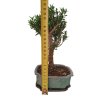 Buxus harlandii - Korkový buxus  SK 3344-5