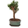 Buxus harlandii - Korkový buxus  SK 3344-5