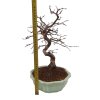 Hrab korejský - Carpinus coreana  SK 3344-55