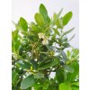 Cezmína - Ilex crenata  SK-3344-14