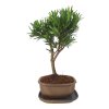 Podocarpus - Kamenný tis  SK 3344 -7
