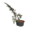 Juniperus chinensis var. taiwanensis  SK-3344-