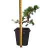 Smrekovec opadavý - Larix decidua  SK 3344-90