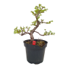Smrekovec opadavý - Larix decidua  SK 3344-90