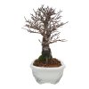Zelkova NIRE  SK 3344-60
