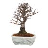 Zelkova NIRE  SK 3344-60
