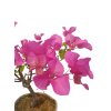 Bougainwillea -Bugenvilea  SK 3344-23
