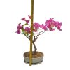 Bougainwillea -Bugenvilea  SK 3344-23