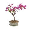 Bougainwillea -Bugenvilea  SK 3344-23