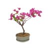 Bougainwillea -Bugenvilea  SK 3344-23