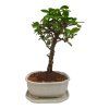 Carmona microphylla -   Čaj fuki  SK 3344-2