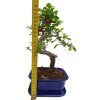 Brest drobnolistý - Ulmus parviflora  SK 3344 -3