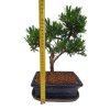 Podocarpus - Kamenný tis  SK 3344 -7