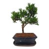 Podocarpus - Kamenný tis  SK 3344 -7