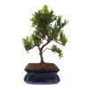 Podocarpus - Kamenný tis  SK 3344 -7