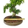 Čínsky vtáči zob - Ligustrum chinensis  SK-3344-9
