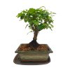 Čínsky vtáči zob - Ligustrum chinensis  SK 3344-9