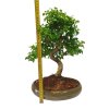 Čínsky táči zob - Ligustrum chinensis  SK-3344-9