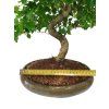 Čínsky vtáči zob - Ligustrum chinensis  SK-3344-9