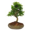 Čínsky táči zob - Ligustrum chinensis  SK-3344-9
