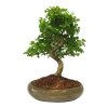 Čínsky vtáči zob - Ligustrum chinensis  SK-3344-9