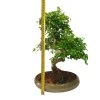 Čínsky vtáči zob - Ligustrum chinensis  SK 3344-9