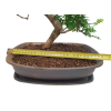 Peprovník čínsky - Zanthoxylum piperitum