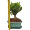 Buxus harlandii - Korkový buxus  SK 3344-5