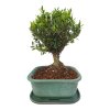 Buxus harlandii - Korkový buxus  SK 3344-5