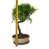 Podocarpus - Kamenný tis  SK 3344 -7