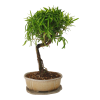 Podocarpus - Kamenný tis  SK 3344 -7