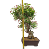 Jabloň maloplodá - Malus halliana  SK 3344-58