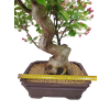 Jabloň maloplodá - Malus halliana  SK 3344-58