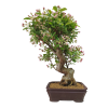 Jabloň maloplodá - Malus halliana  SK 3344-58